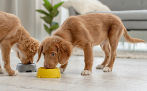 COMPLETE PET FEEDING AND BATH ESSENTIALS SET