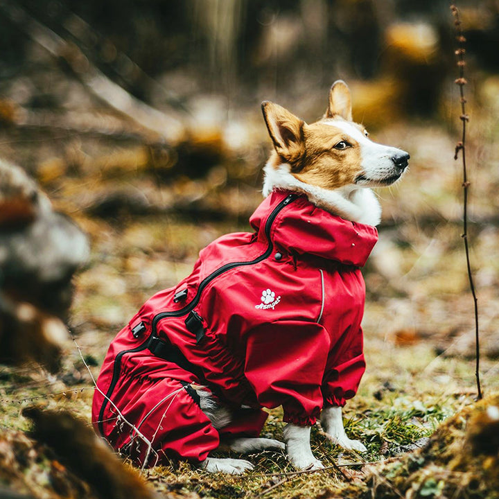 Four Legged All Inclusive Pet Sweater Outfit Wear
