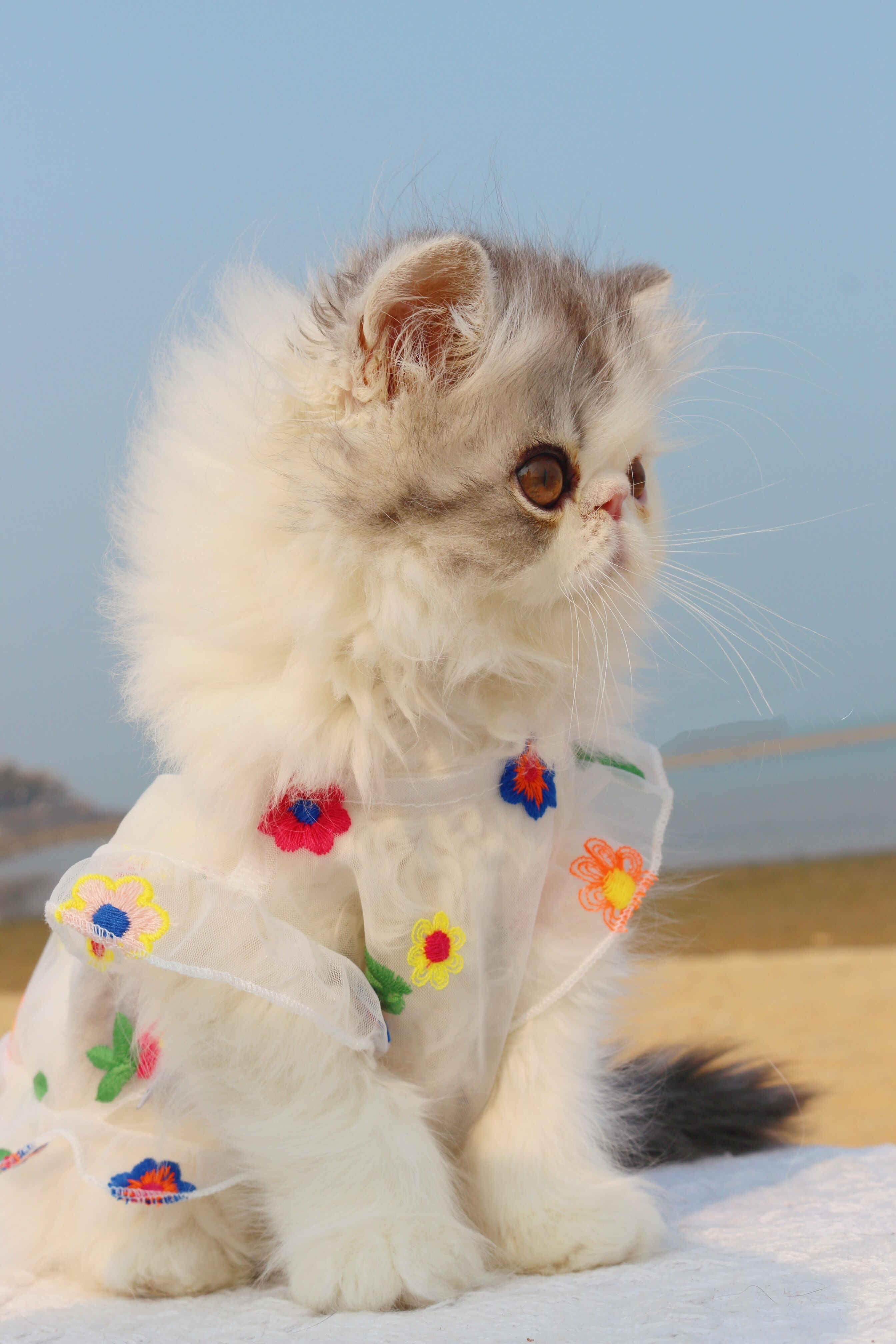 Mesh Embroidered Flower Pet Dress For Small Animals Wear