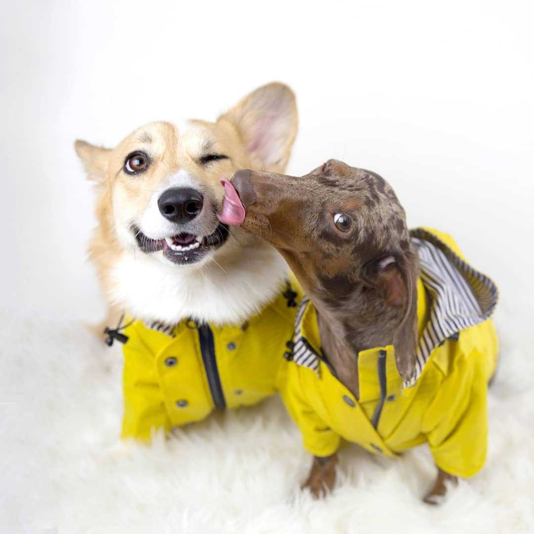 Windproof Rainproof Retro Pet Padded Raincoat Jacket