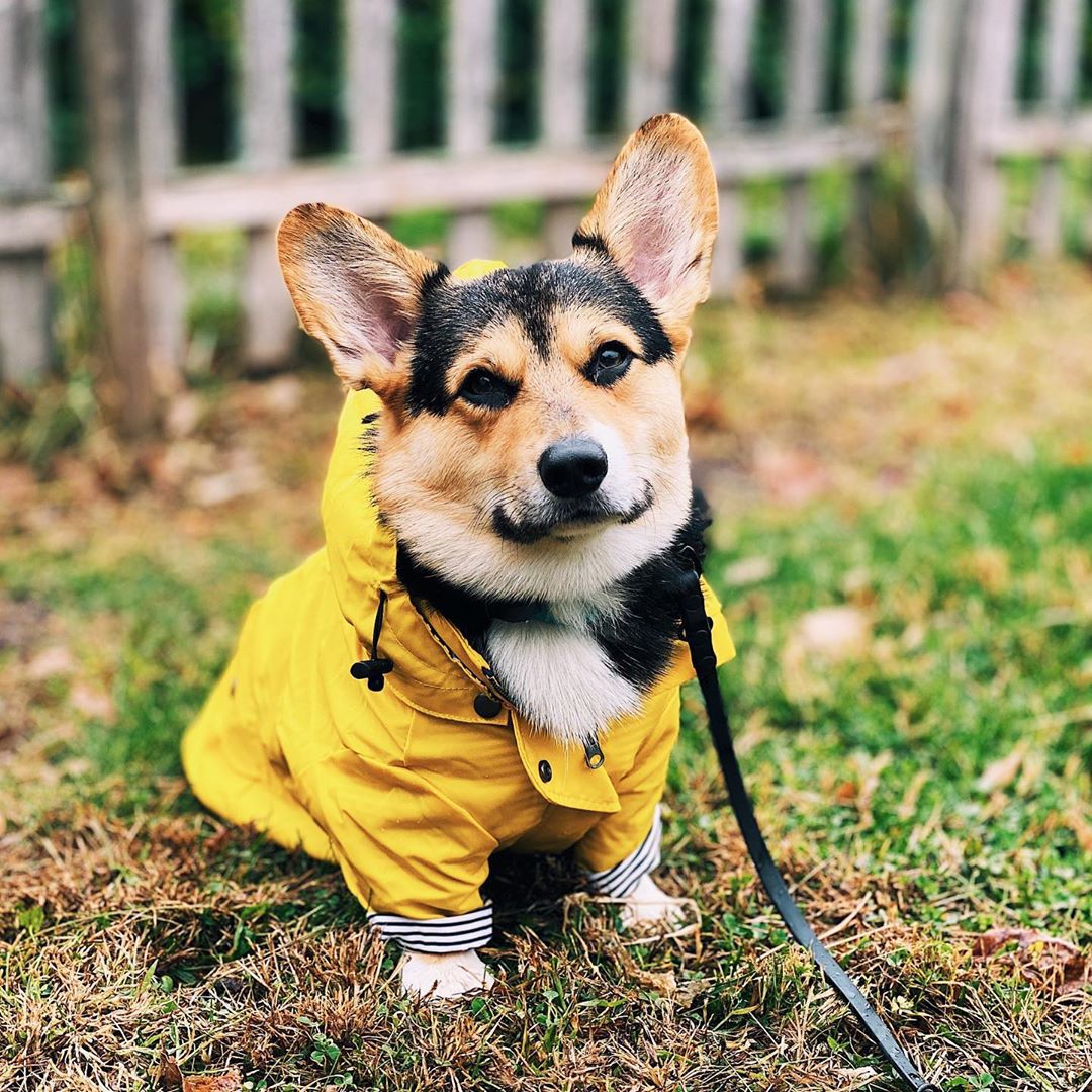 Windproof Rainproof Retro Pet Padded Raincoat Jacket