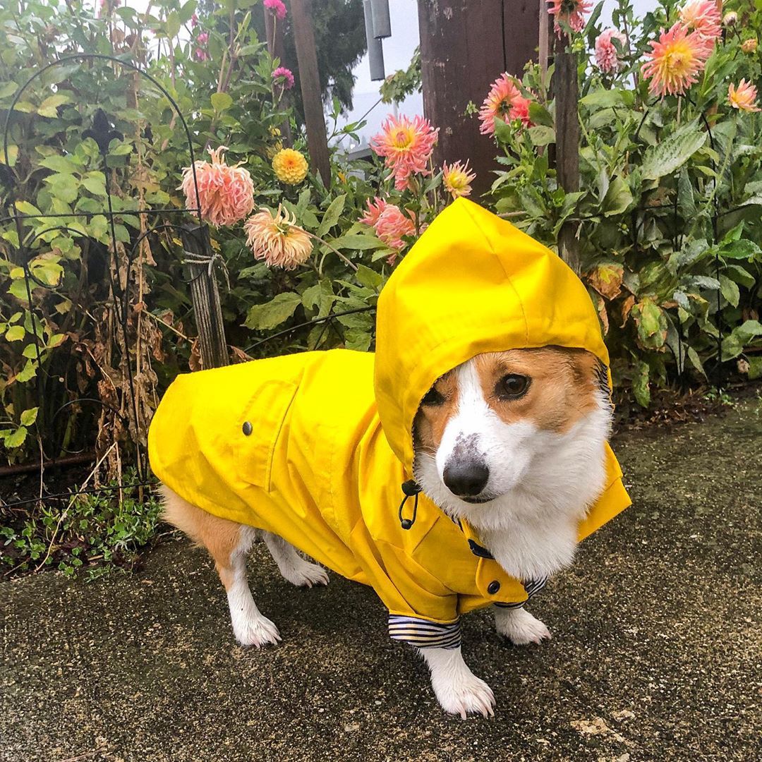 Windproof Rainproof Retro Pet Padded Raincoat Jacket